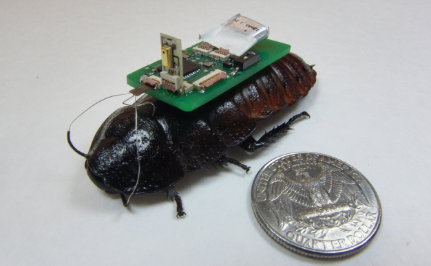 Cyborg Cockroaches Aid Emergency Personnel  | In Compliance Magazine