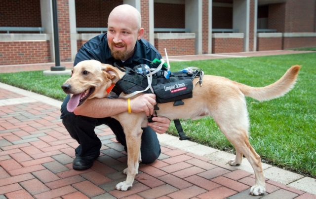 New Technology Developed to Enhance Dog and Human Communication | In Compliance Magazine